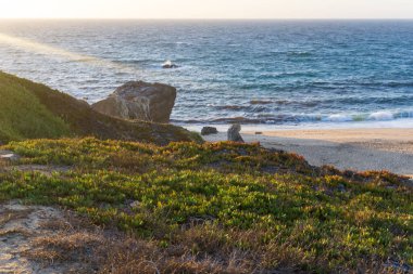 The coast of the Atlantic Ocean with thickets of colorful succulents