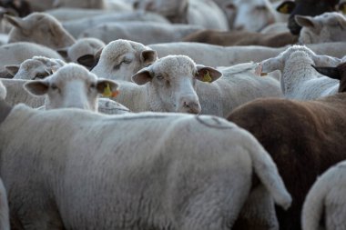 shepherd man sheep cattle flock