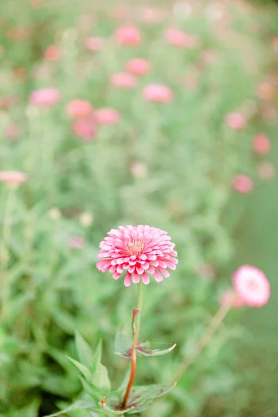 Літо Квітковому Полі — стокове фото