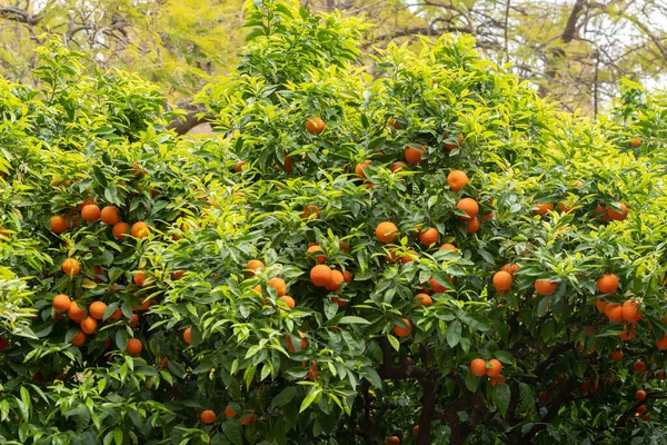 Oranges Library Catalonia Raval Neighborhood — Stockfoto