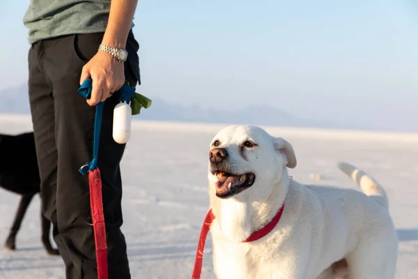 ユタ州のボンネビル塩フラットを歩く所有者と犬 — ストック写真