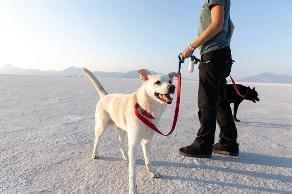 Щасливі Собаки Власником Який Ходить Бонневіль Соляній Рівнині Юті — стокове фото