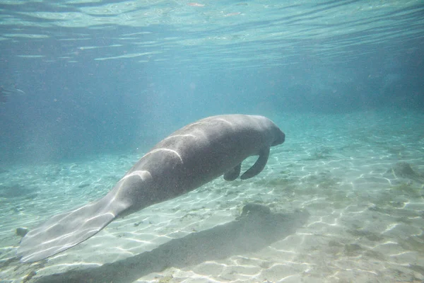 Manatees swiming underwater in Three Sisters Spring in Crystal River