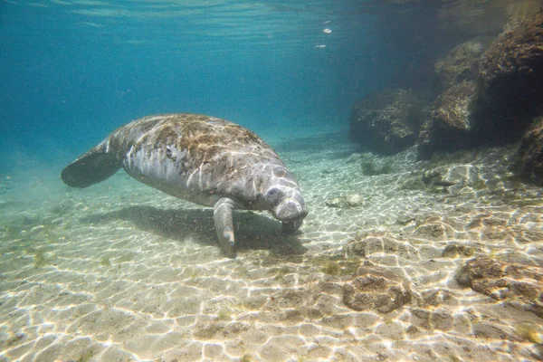 Manatee swiming underwater in Three Sisters Spring in Crystal River