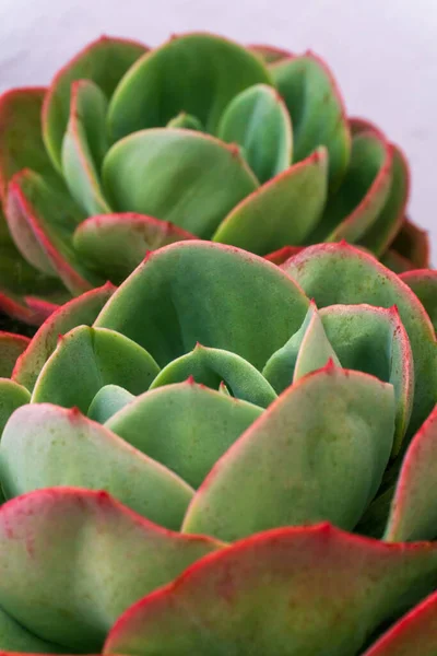 Multicolored Red Green Rosettes Succulents — Stok fotoğraf