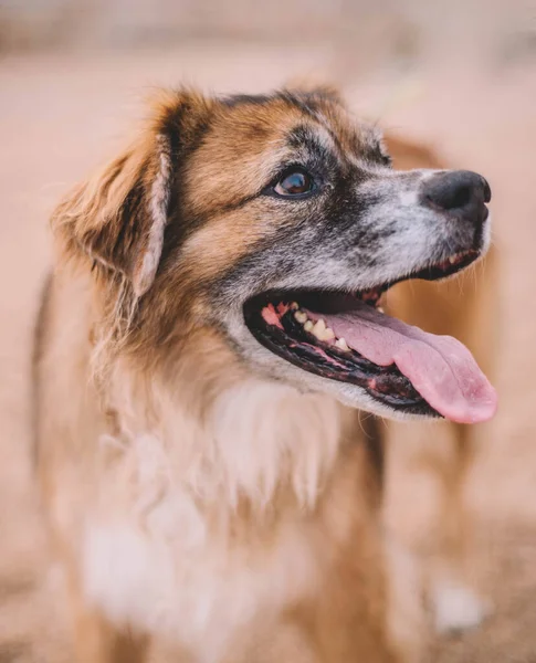 Portrait Furry Old Dog Sand Beach — Foto Stock