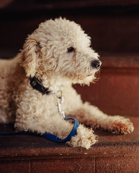 Portrait Toy Poodle Breed Dog — Stock fotografie