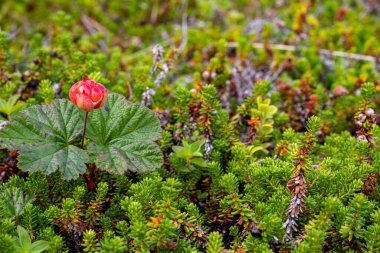Arktik ahududu. Norveç 'te kehribar renkli dutlar