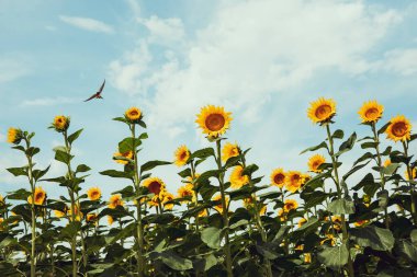 Field of sunflowers in bloom during a clear summer day