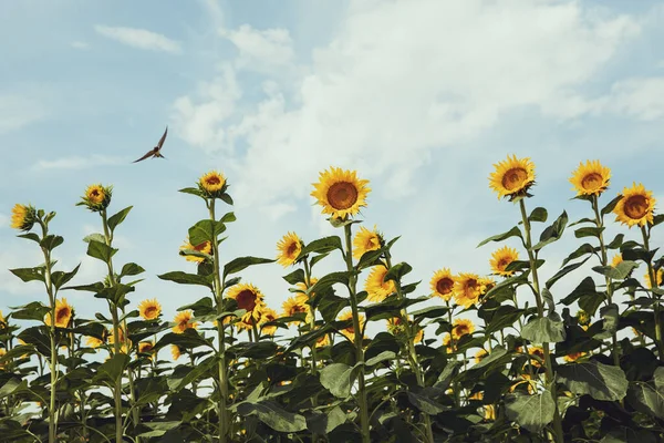 Field Sunflowers Bloom Clear Summer Day — Fotografia de Stock