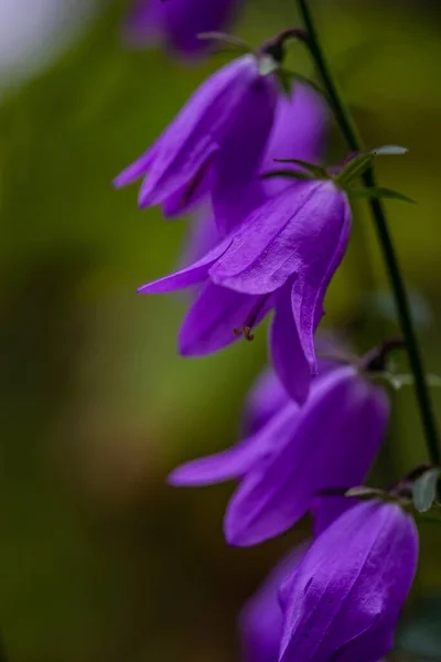 Zbliżenie Kwiatów Bluebell — Zdjęcie stockowe