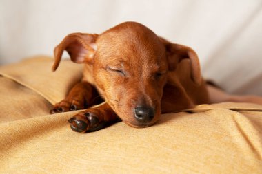 The concept of caring and attention to pets. A charming puppy sleeps.