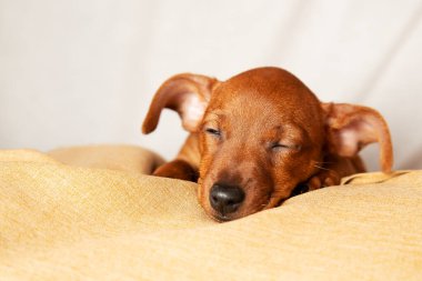 A charming puppy sleeps in comfortable conditions.