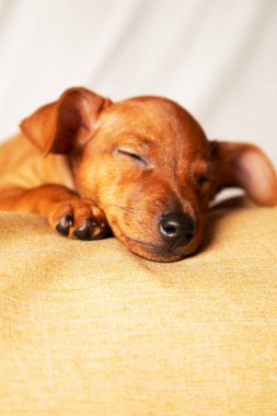 The little puppy is sleeping sweetly. The concept of caring for pets.