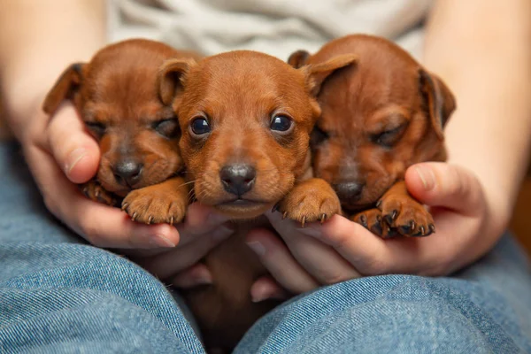 三只小狗在一个女孩手里 睡梦中的小狗 — 图库照片