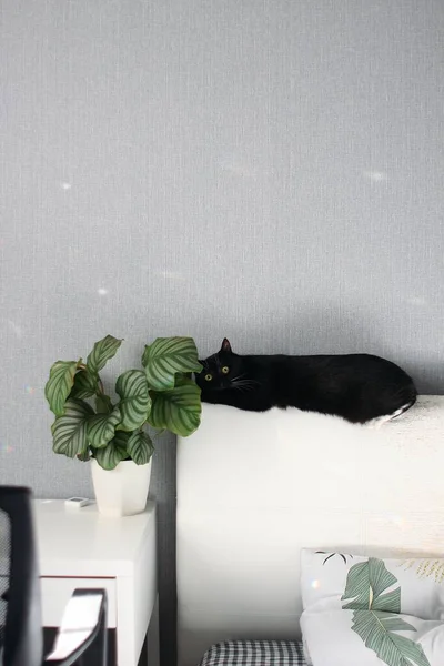 黒と白猫隠れて上のベッドヘッド — ストック写真
