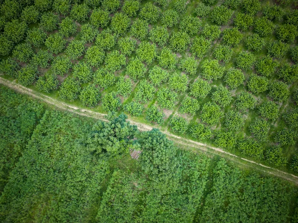 Piękny Widok Góry Zielone Uprawy Plantacji — Zdjęcie stockowe