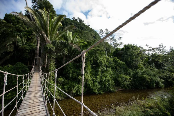 Puente Cuerda Oscilante Madera Sobre Río Selva Tropical Belice — Foto de Stock