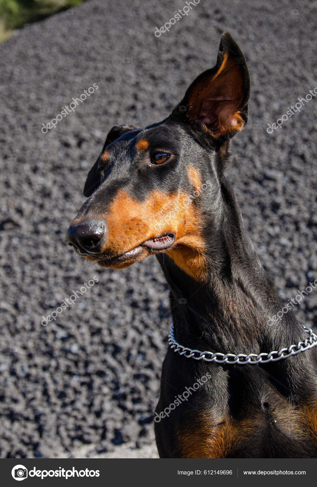 Young Black Doberman Movement Silver Collar Stock Photo by ©Cavan 612149696
