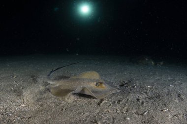 Ray geceleri suyun altında yüzüyor.