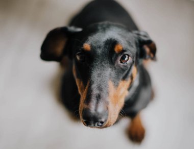Siyah doberman otururken yukarı bakıyor