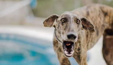 Yüzme havuzlu bir bahçede tazı havlıyor.