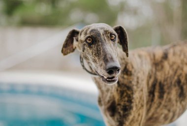 Yüzme havuzunun önünde duran tazıyı getir.