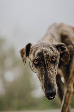 Bahçeye tazı getirin.