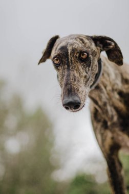 Bir tazının portresi.