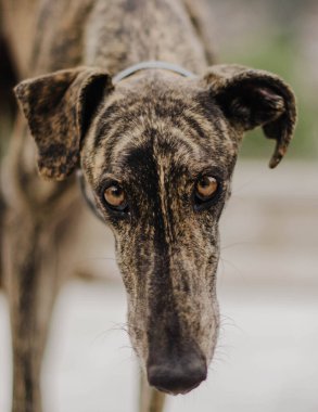 Bir tazının yaklaşma vakası.