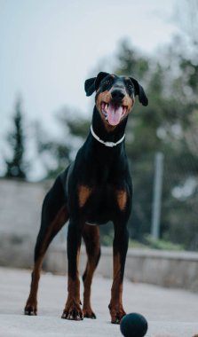 Siyah doberman siyah topla oynuyor.