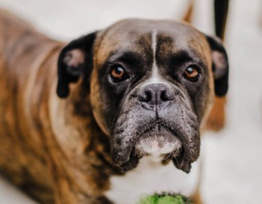 Genç bir boksörün yakın çekimi.