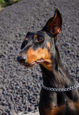 Gümüş yakalı genç siyah doberman