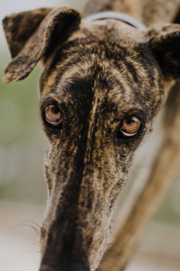 Kahverengi gözlü bir tazı gibi yaklaş.