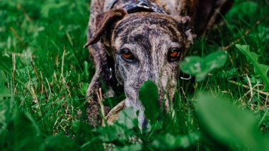 Yeşil çimlerin üzerinde uzanan kahverengi gözlü tazı getir