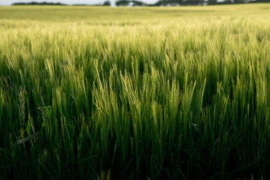 Sakallı Arpa 'nın detaylı görüntüleri Kuzey Yorkshire kıyısında çekildi.