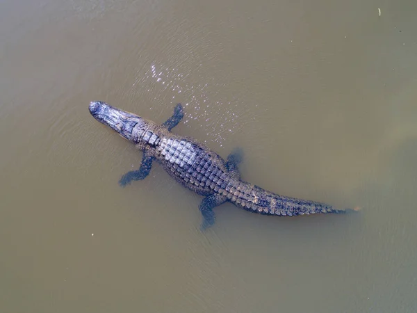 Aerial view of an adult American Alligator