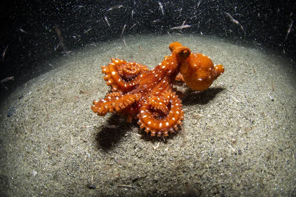 夜间用虾子在沙滩上捕食章鱼 — 图库照片