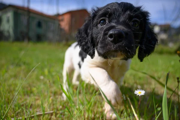 Perro Cachorro Blanco Negro Epagneul Breton Brittany — Foto de Stock