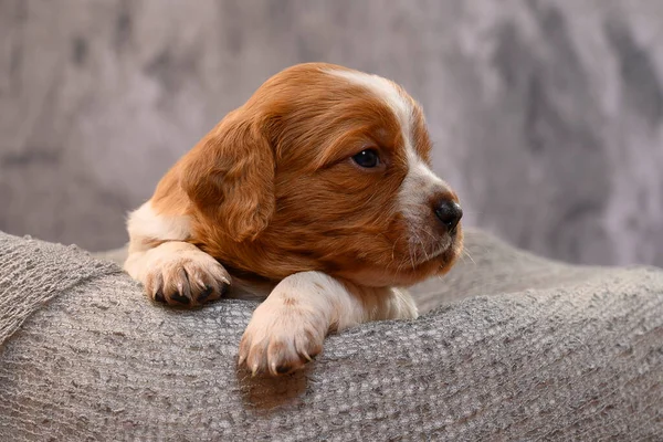 Cane Cucciolo Bianco Arancione Epagneul Breton Brittany — Foto Stock