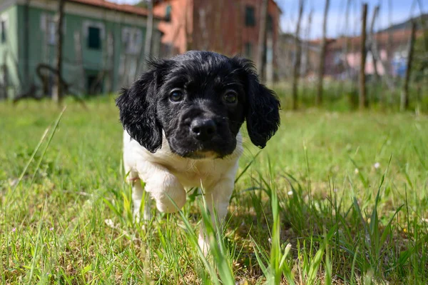 Schwarz Weißer Welpe Hund Bretonisch Epagneul Bretonisch — Stockfoto