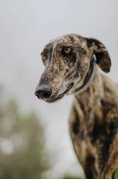 Brindle Galgo Com Colarinho Cinza Antiparasitário — Fotografia de Stock