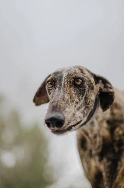Porträt Eines Gestromten Windhunds — Stockfoto