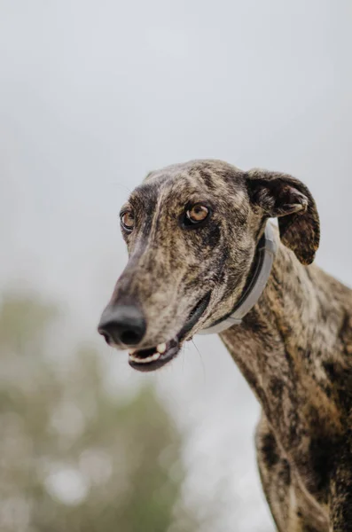 Brindle Greyhound Het Punt Blaffen — Stockfoto