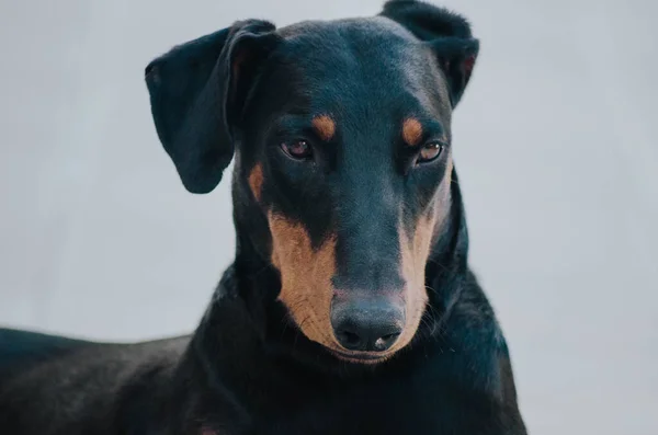 Doberman Preto Jovem Com Orelhas — Fotografia de Stock