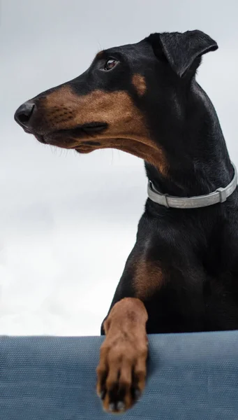 Zwarte Doberman Zittend Een Blauwe Stoel Met Grijze Antiparasitaire Kraag — Stockfoto