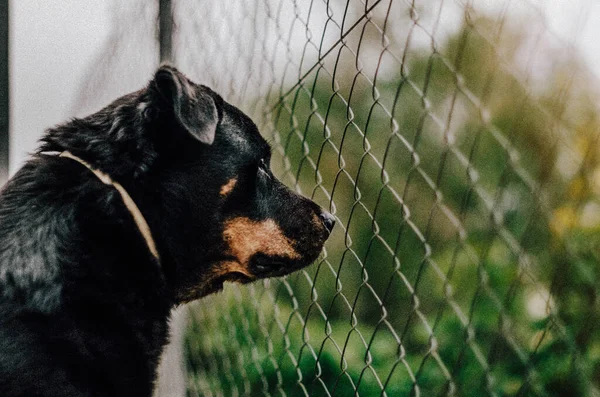 Rottweiler Dívá Skrz Kovový Plot — Stock fotografie