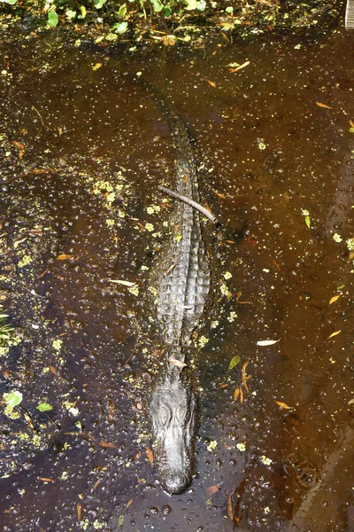 Αλιγάτορας Στο Νερό Στο Βάλτο Της Λουιζιάνα — Φωτογραφία Αρχείου