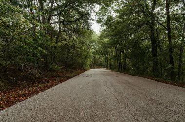 Lockhart Eyalet Parkı 'ndan geçen yol