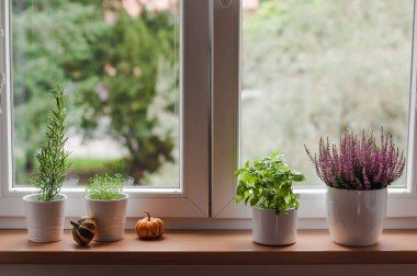 Baharatlı otlar, dekoratif balkabakları ve pencere kenarındaki fundalık..